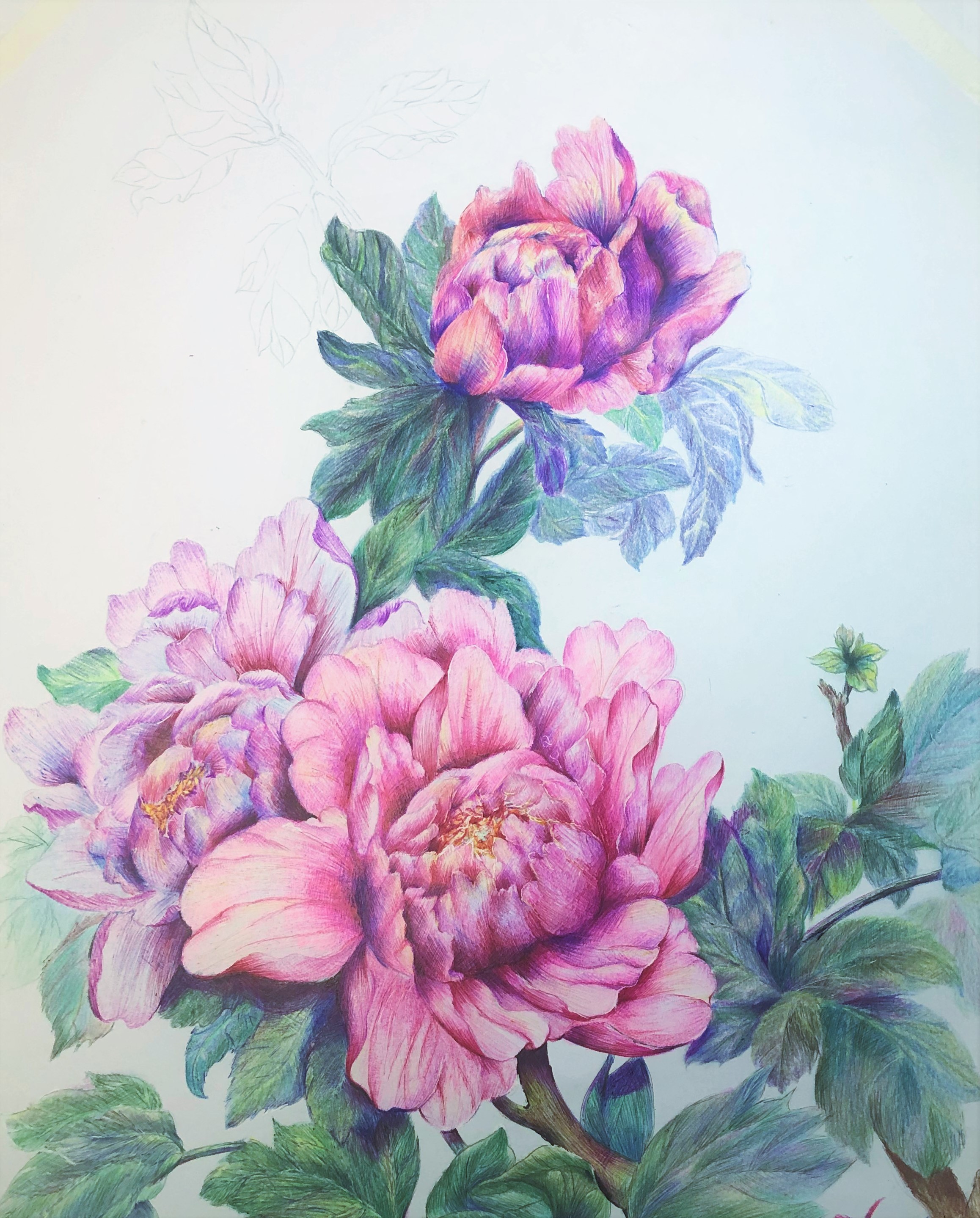 圆珠笔画牡丹教学,圆珠笔画牡丹的画法