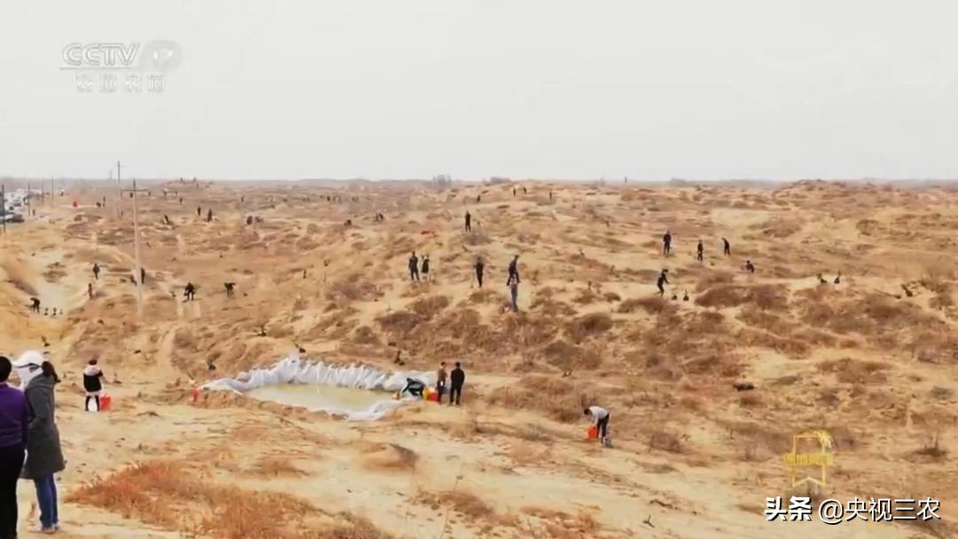 荒漠变绿洲不怕苦也不认命,荒漠变绿洲24年种下300万棵树