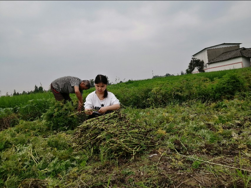 从川芎调研读生活