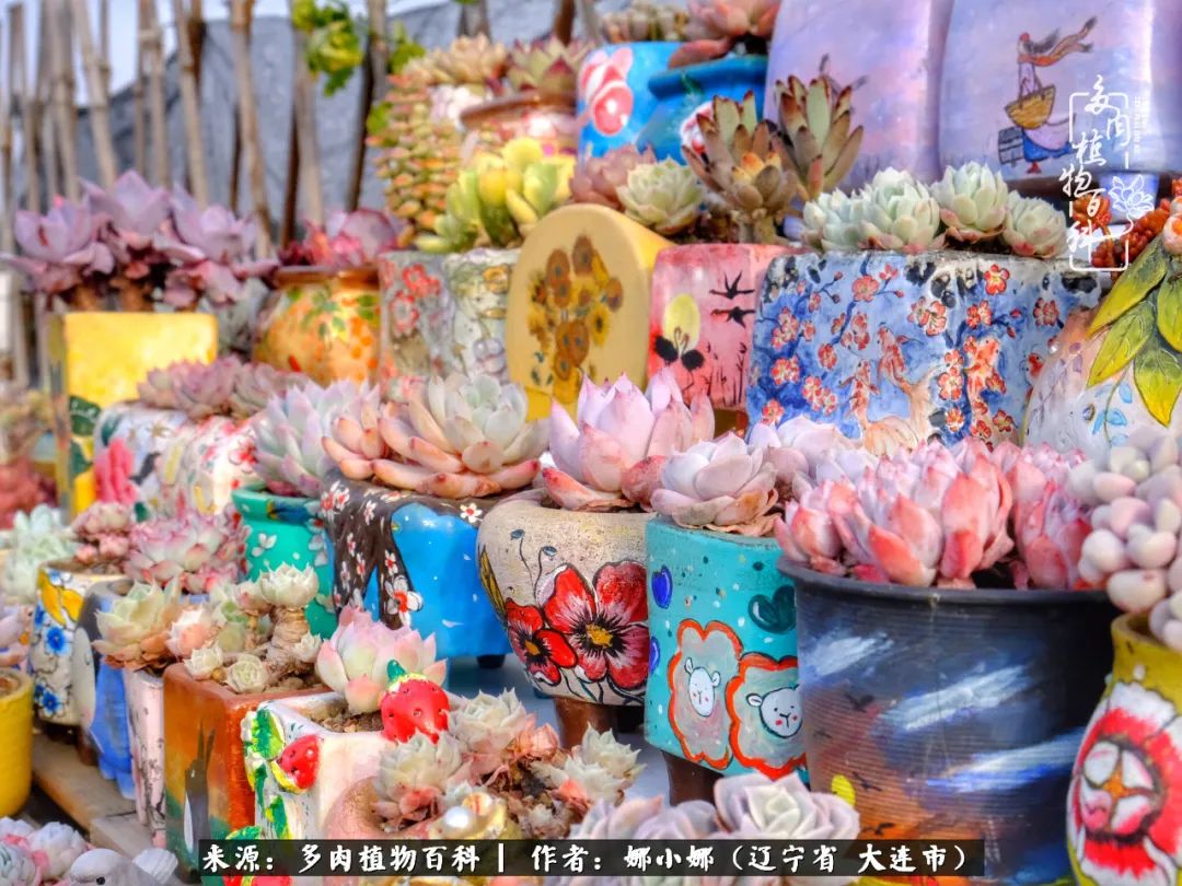 你是盆我是花，你护我周全，我为你绽放