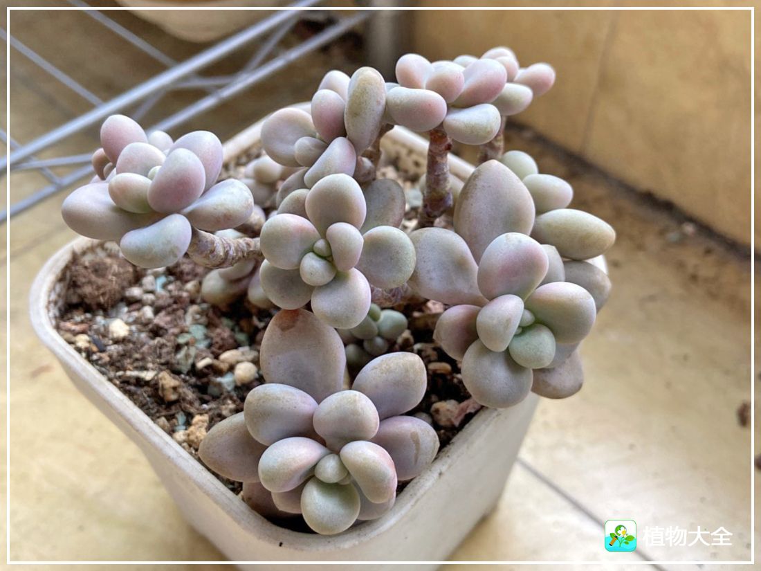 多肉植物艾伦视频,多肉植物艾伦价位