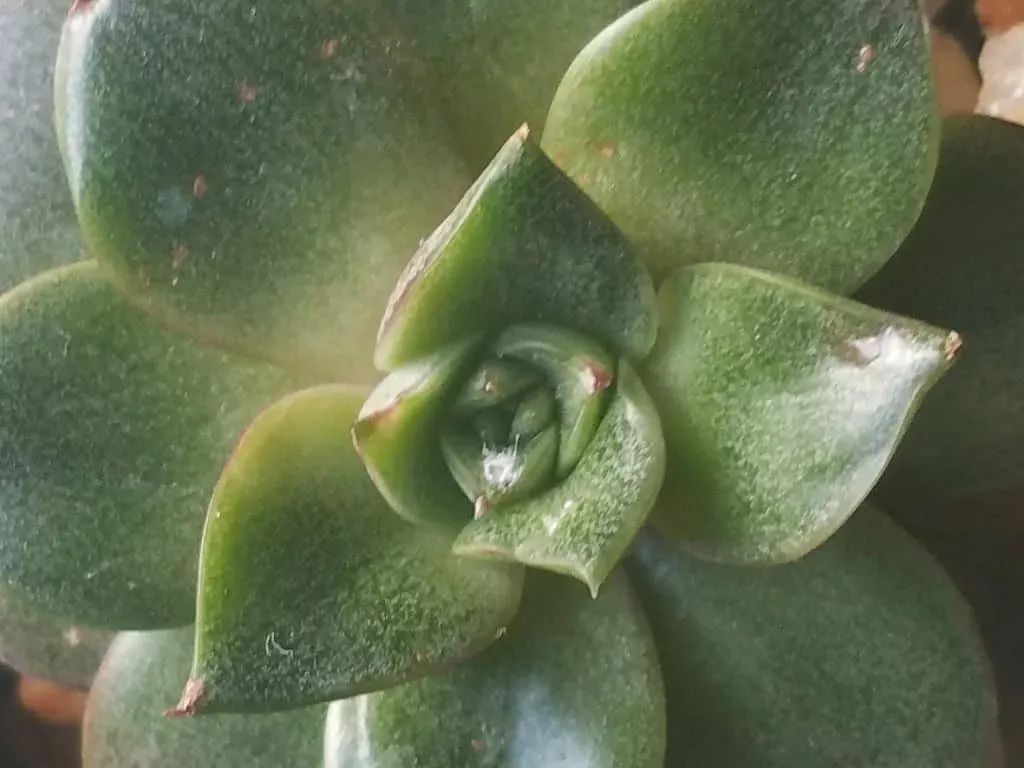 养多肉植物掌握几个要点,新手多肉植物如何养殖才能养得好