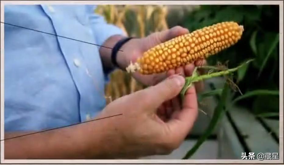 高中转基因知识点,高中生物那点事儿