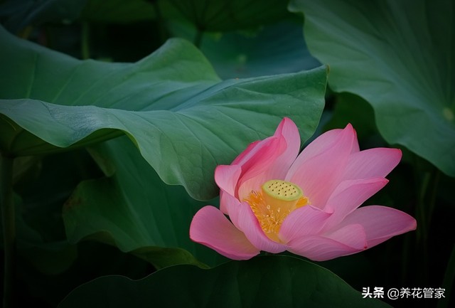 荷花的叶子特征和颜色,荷花叶子品种
