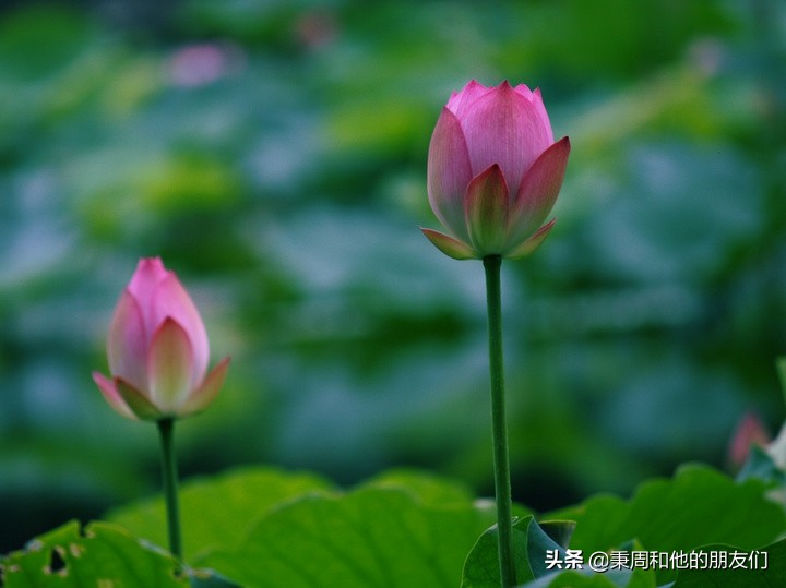 绉夊懆,绉夊懆鍜屼粬鐨勬湅鍙嬩滑