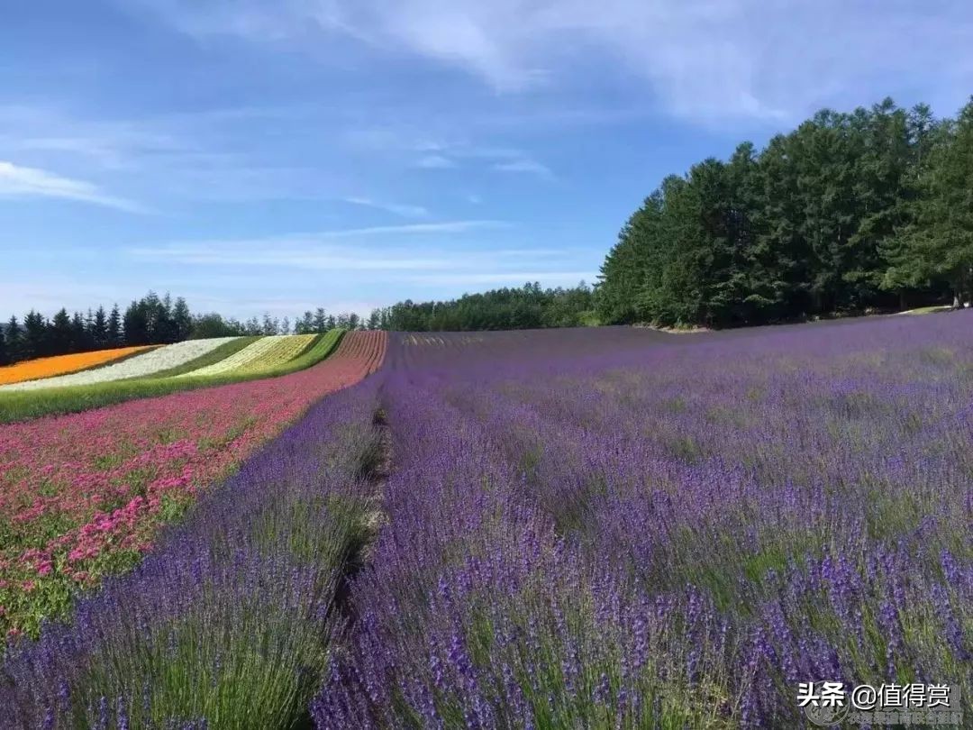 “变态”的日本农业：超前思维，敬畏自然，死磕单品