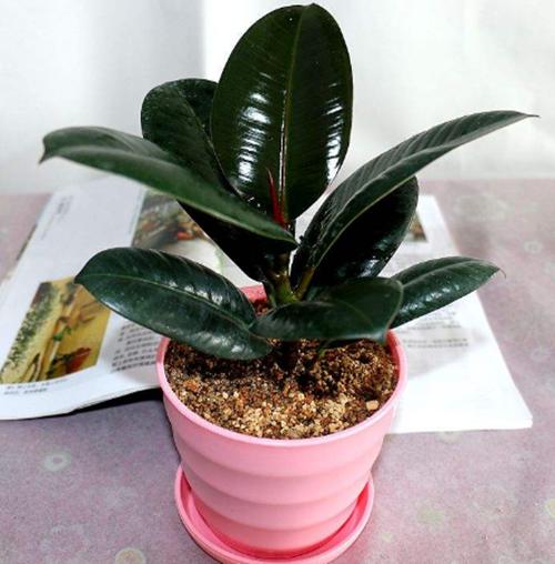 橡皮树上端萎蔫,橡皮树叶片萎蔫