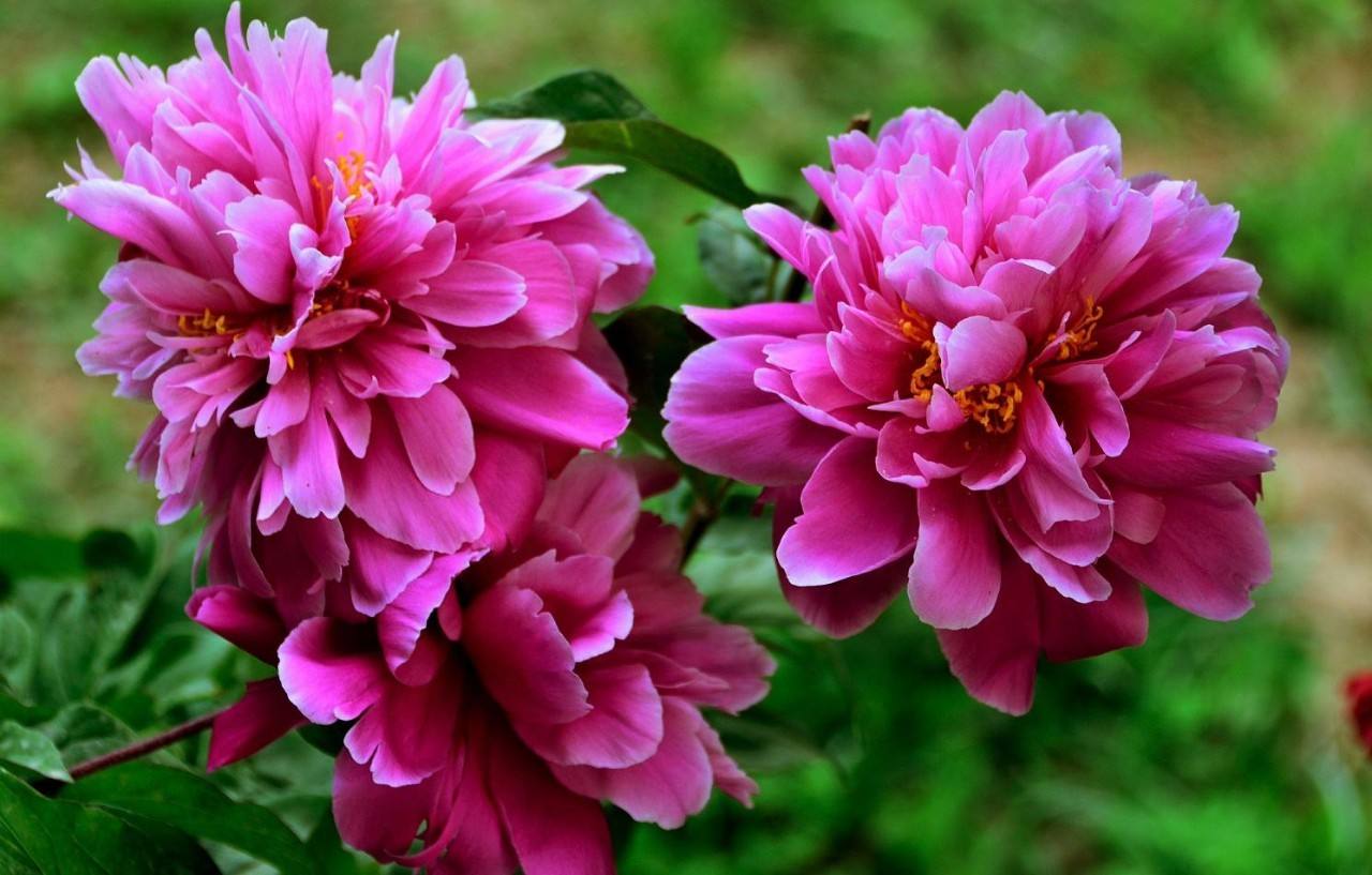 100种花语图解大全,100种象征着爱情的花的花语