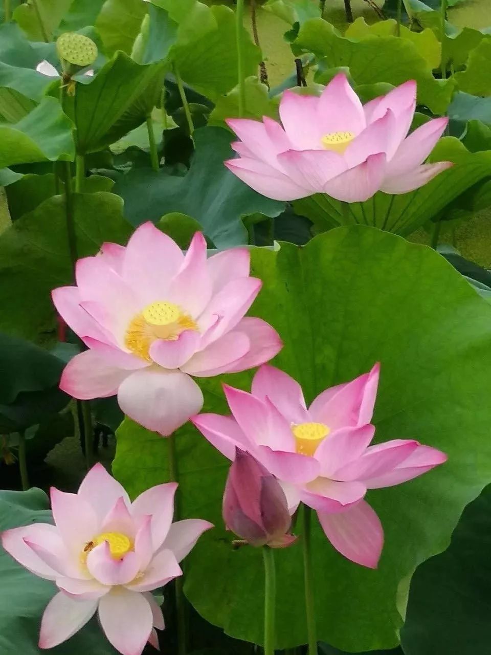 养花公认最美4种花满屋飘香,公认最好养的五种花