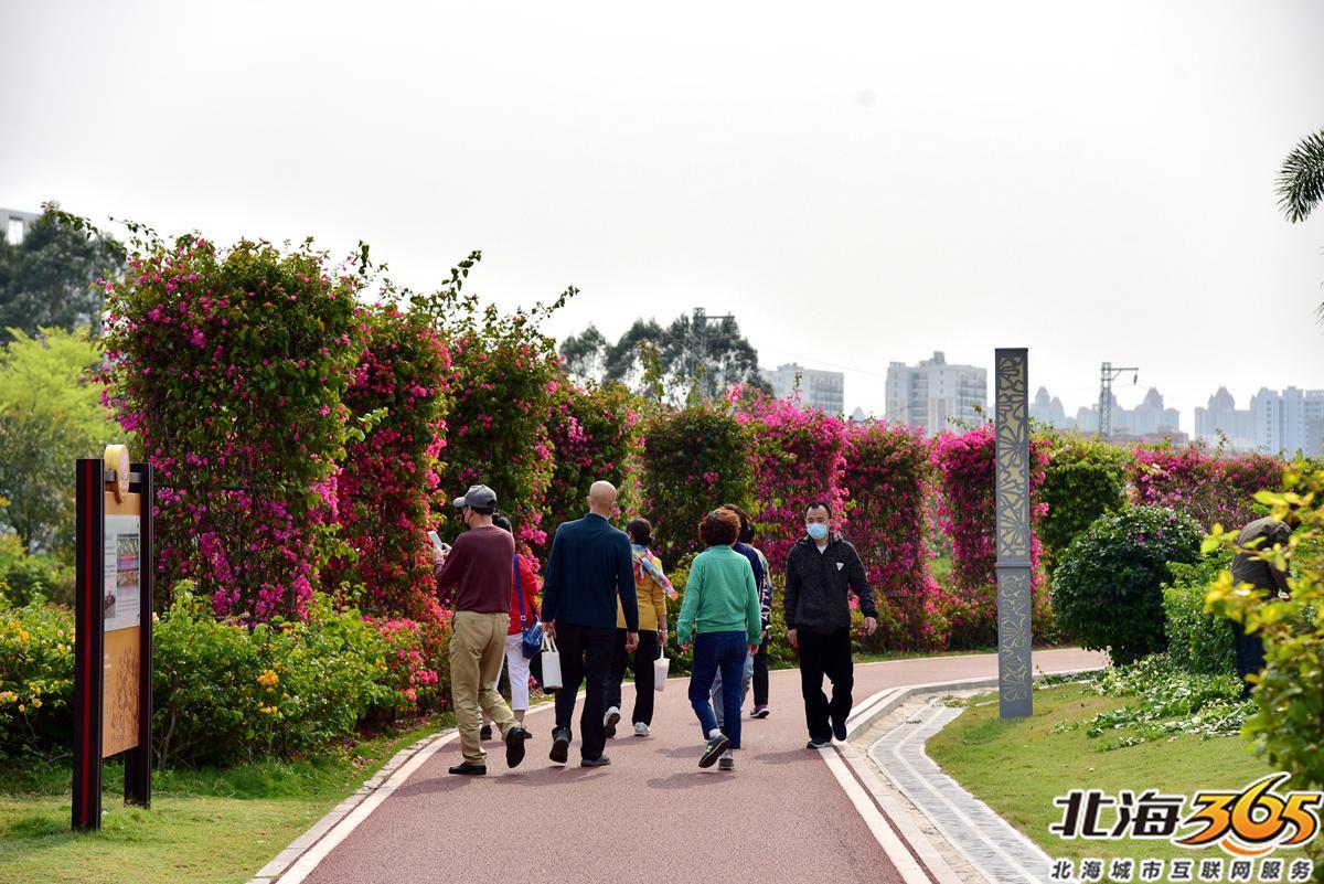 「多图」春天来了!北海街头的三角梅、黄花风铃开得好艳