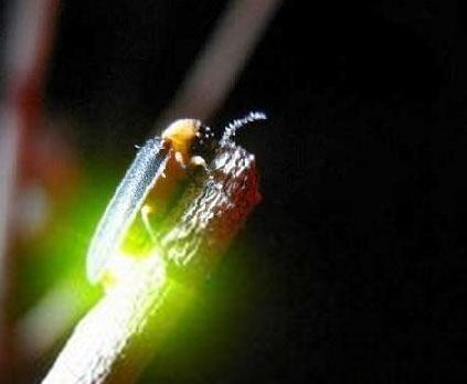 壹生态小百科,壹壹生态是什么