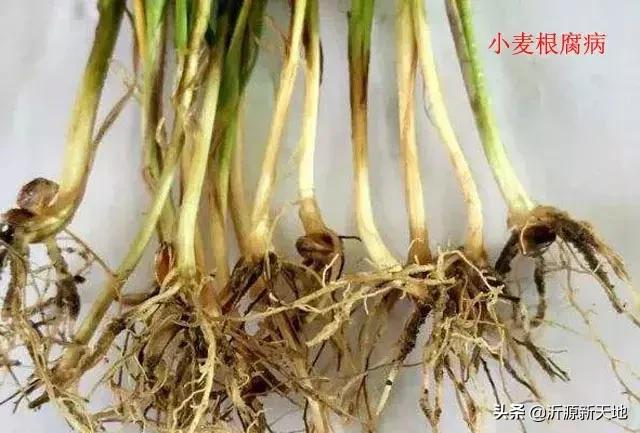 真菌细菌病害区别,作物真菌和细菌识别方法