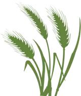 em菌菌种批发价格品牌,EM菌种