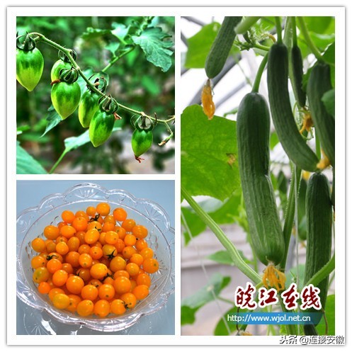 和县蔬菜产业发展,蔬菜产业如何与乡村振兴有效衔接