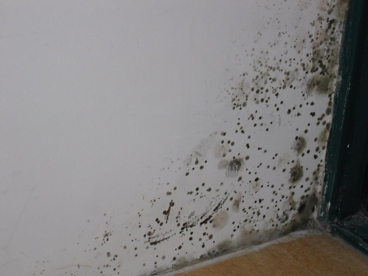 墙体严重发霉怎么装修,墙体发霉怎么整