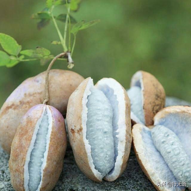 有趣的农村生活食物,农村生活农村娃农村美食