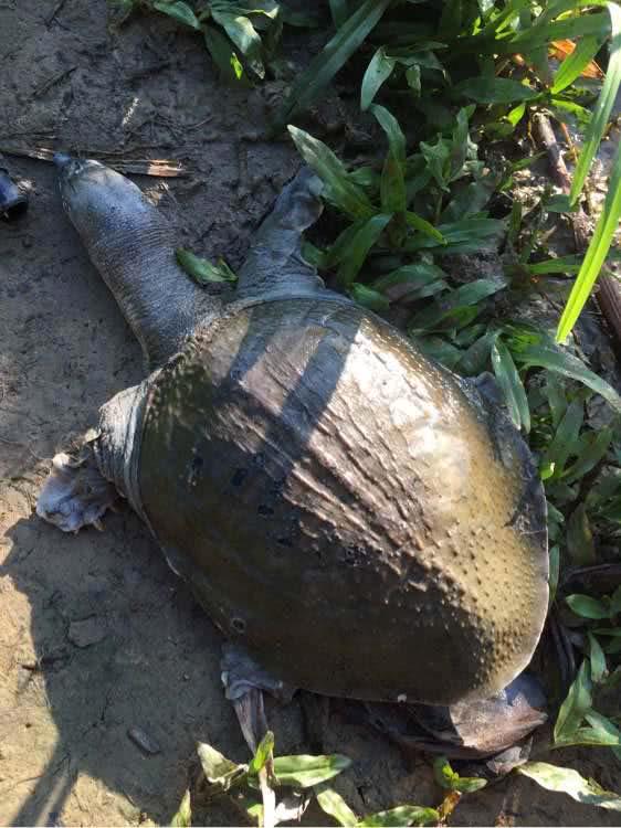 猪肝钓甲鱼真有那么神奇吗,猪肝钓甲鱼放在水里几个小时有效