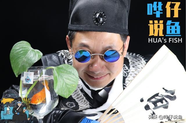 鱼缸养锦鲤每天洗过滤棉,养鱼鱼缸过滤棉怎么清洗