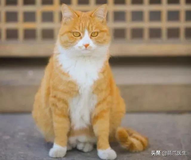 “你根本不爱猫，你就是馋它的身子！”