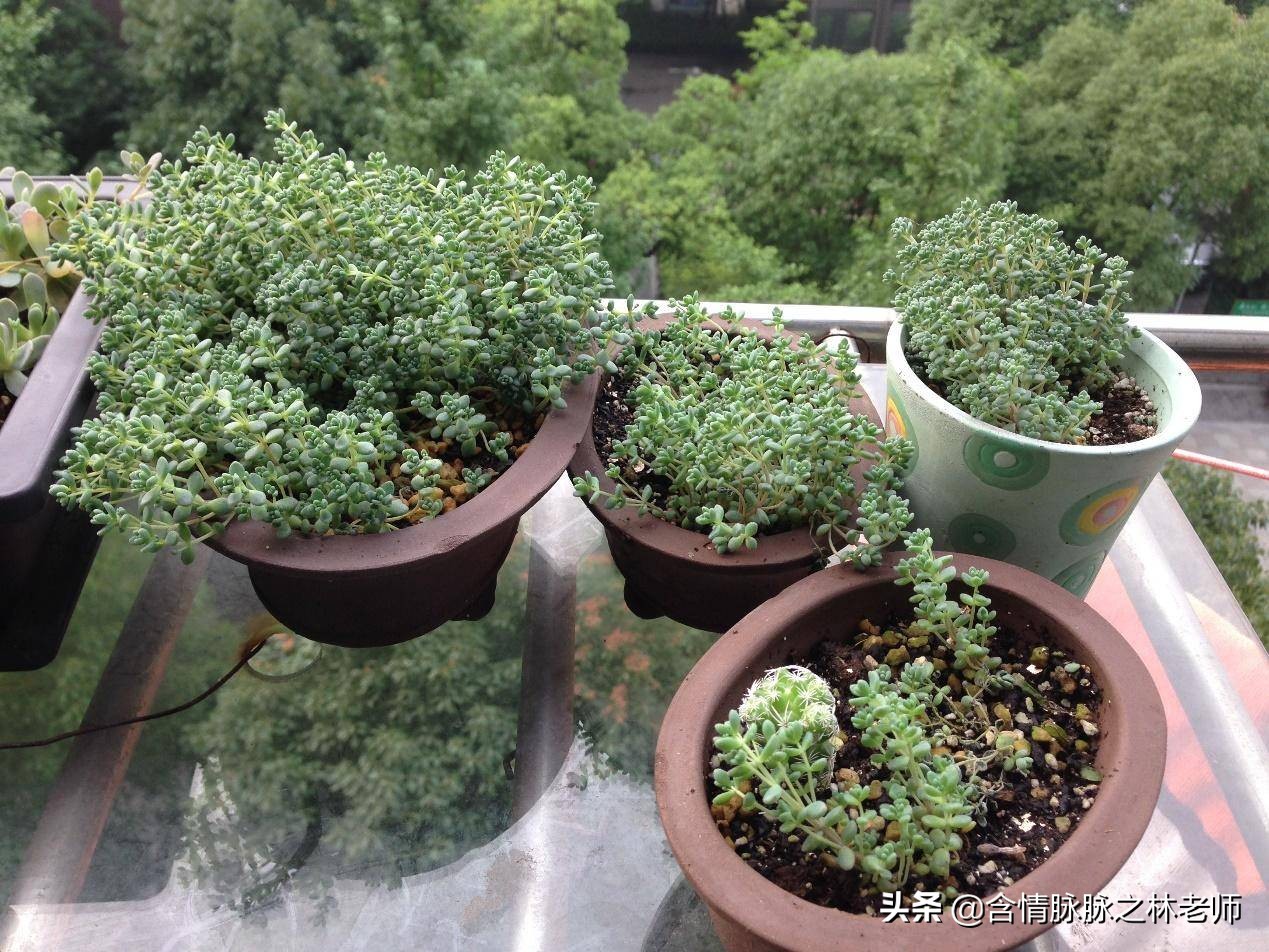 家里植物长得不好有什么说法,家里什么植物都养不好是什么原因