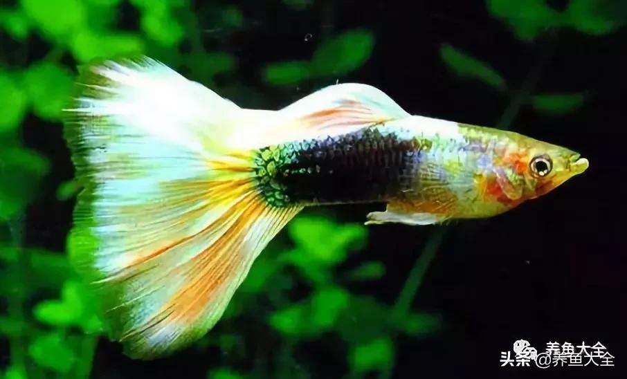 有什么能增加鱼缸里的菌群,鱼缸里面的菌群怎么培养