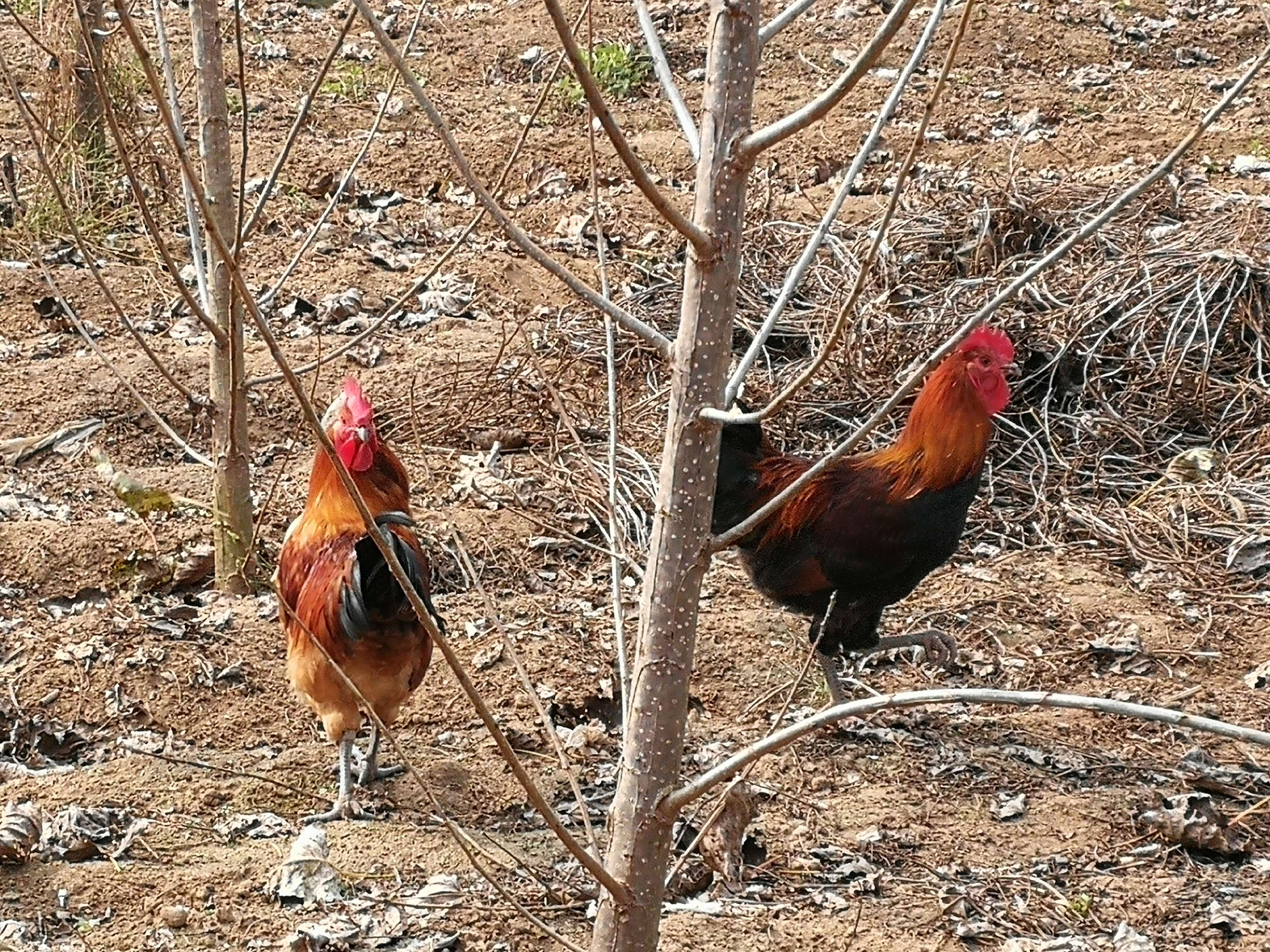 高效生态农业规模化,高效生态农业项目简介