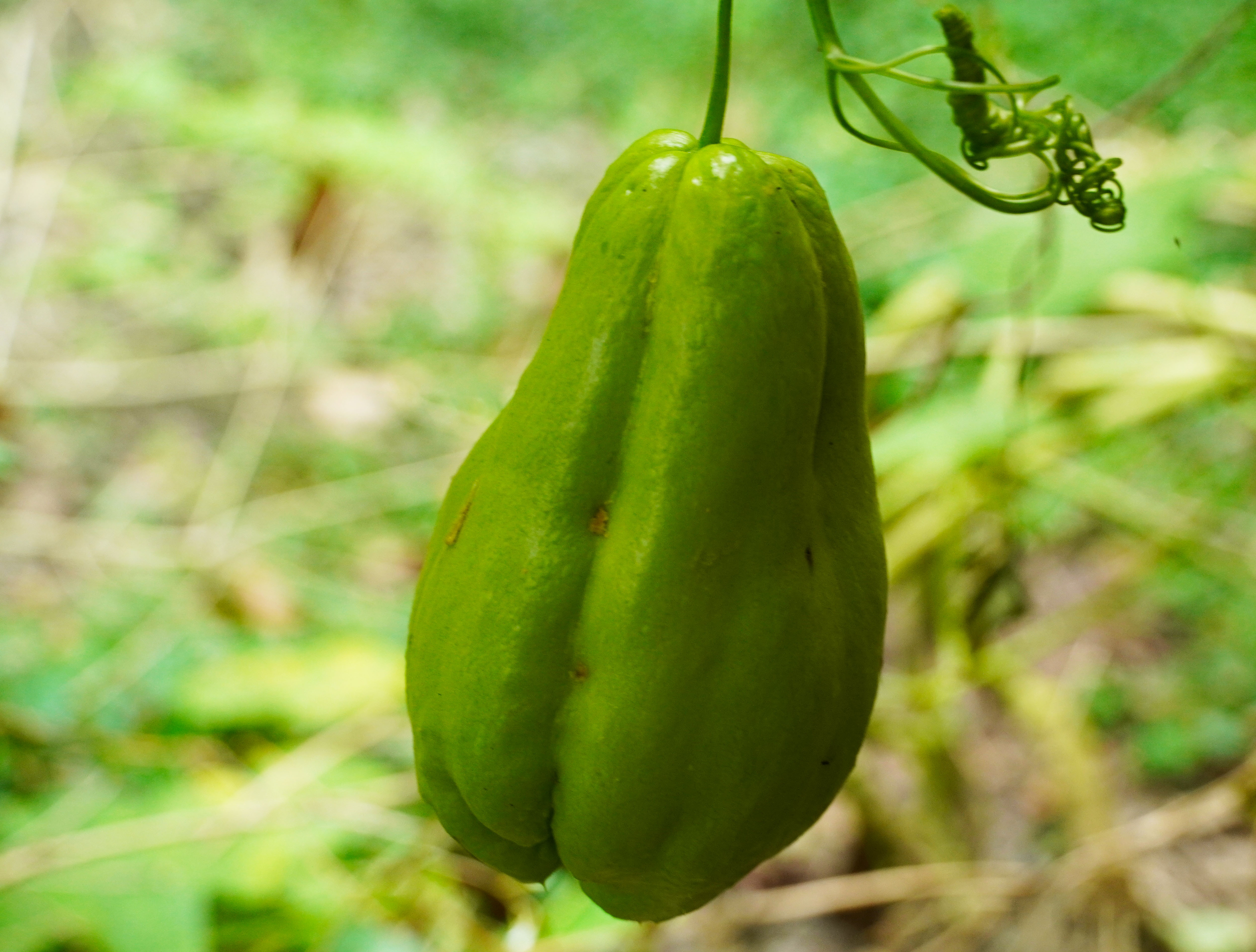 乡里南瓜子土特产,农家土特产南瓜子