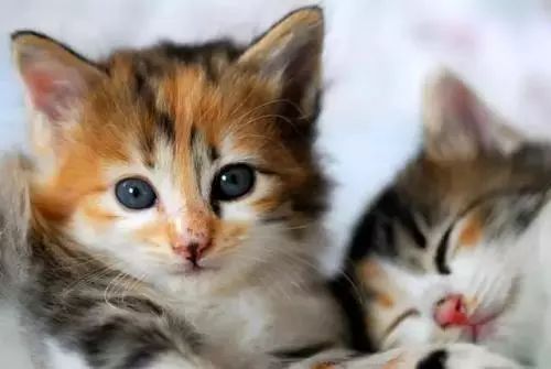 猫咪生病可以服用人吃的抗生素吗,猫咪生病是先吃益生菌还是葡萄糖