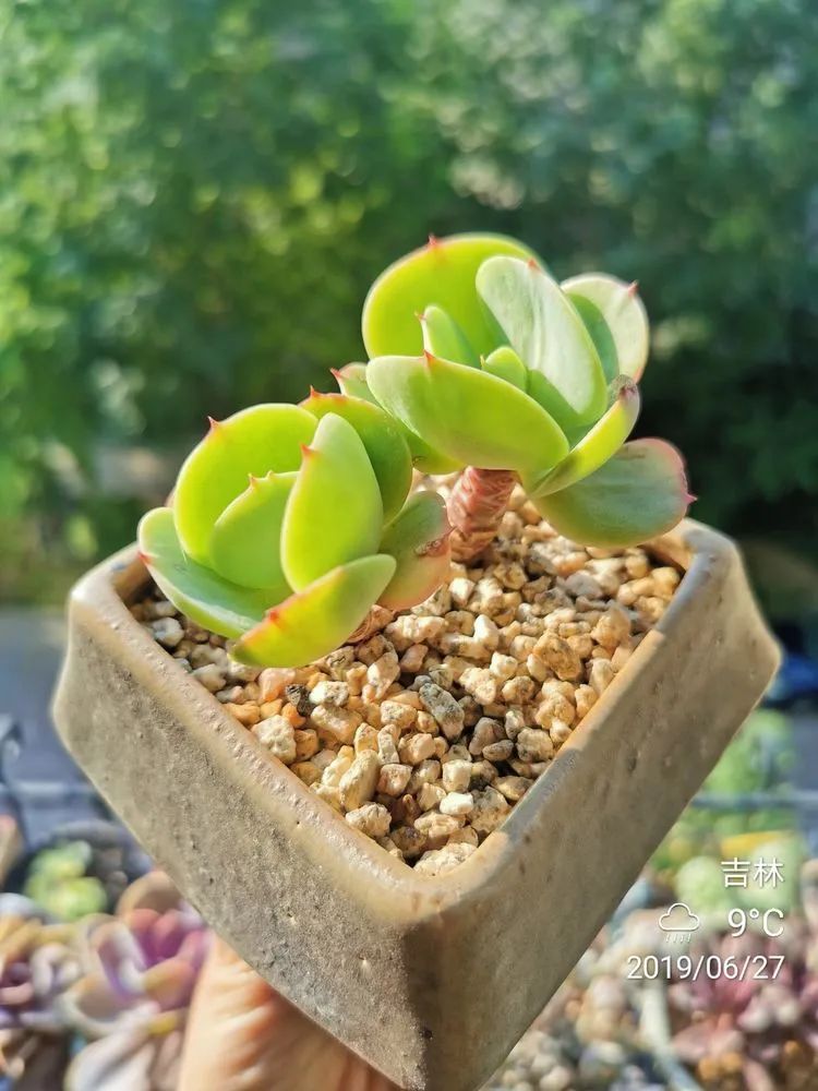 养多肉的人生感悟,人生如同养花