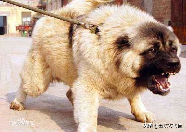 养狗场养肉狗是什么品种,养殖肉狗选择什么品种最好