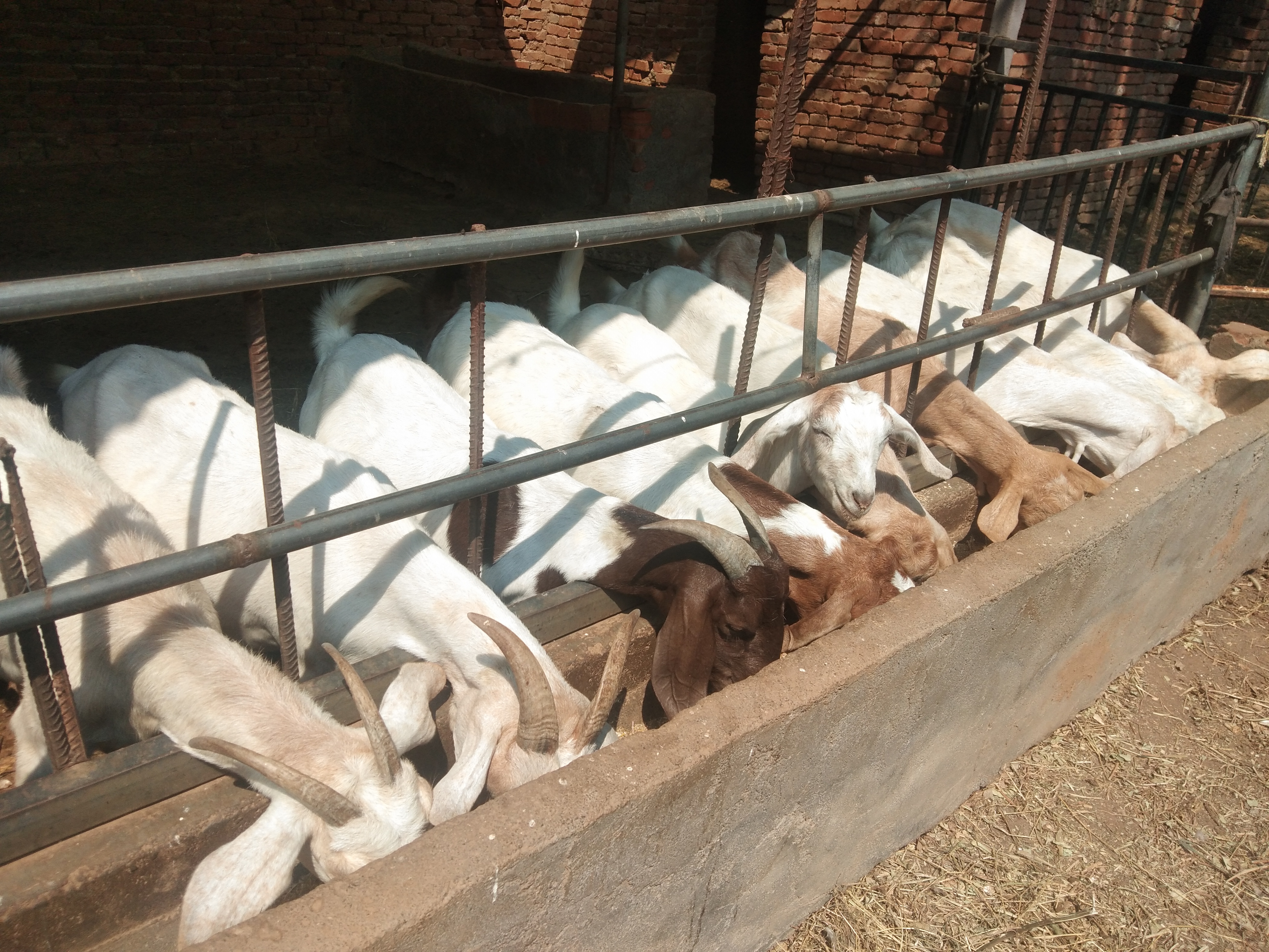 羊瘫痪生不出小羊怎么办,圈养羊最容易得啥病