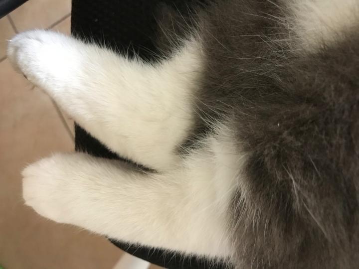 选猫粮看重什么品质的狗粮,选购猫粮看成分表最需要看什么