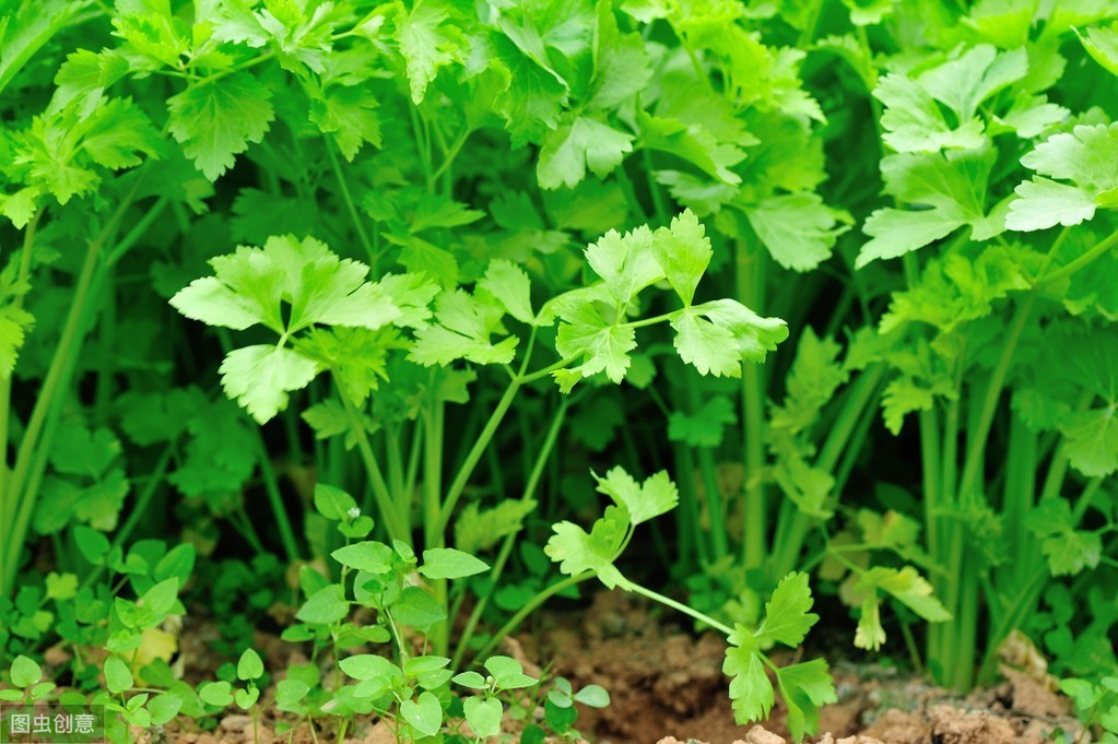 了解一种农作物的种植时间过程,种植各种农作物管理方法