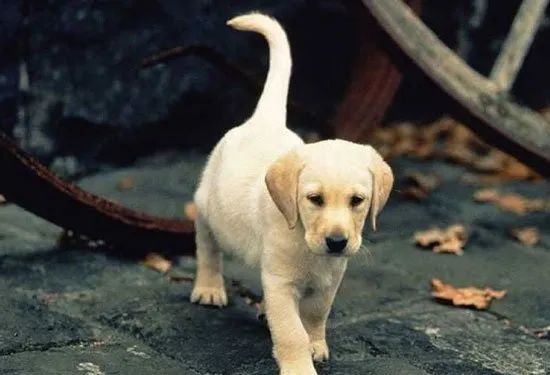 金毛小时候长得像拉布拉多,金毛跟拉布拉多是同父异母