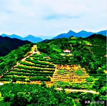 海丰公平西坑绿茶,海丰西坑茶叶