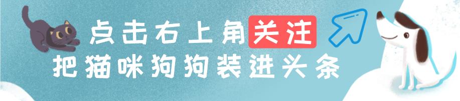 狗狗吃维生素可以改善挑食吗,狗狗吃维生素d有用吗