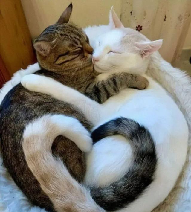 看了这一届网友晒出来的“2猫生活”，相爱又相嫌，好萌又好暖