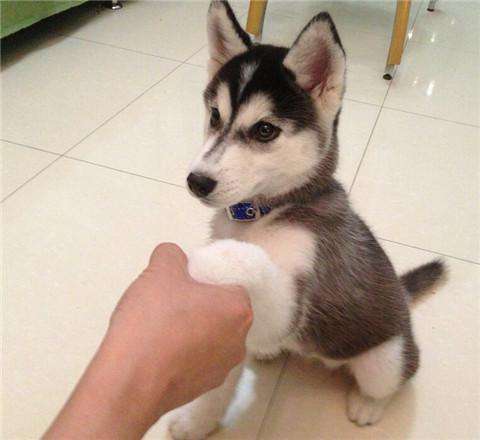 狗狗最怕的是它最爱的人,狗狗不愿意亲近主人是什么情况