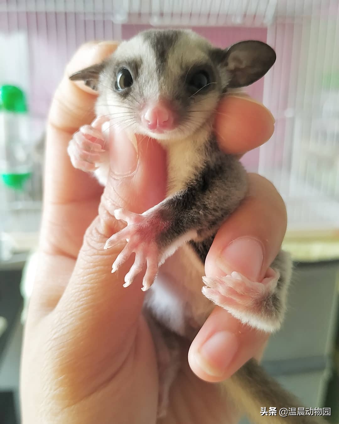 怎么看蜜袋鼯性格好不好,蜜袋鼯皮毛颜色