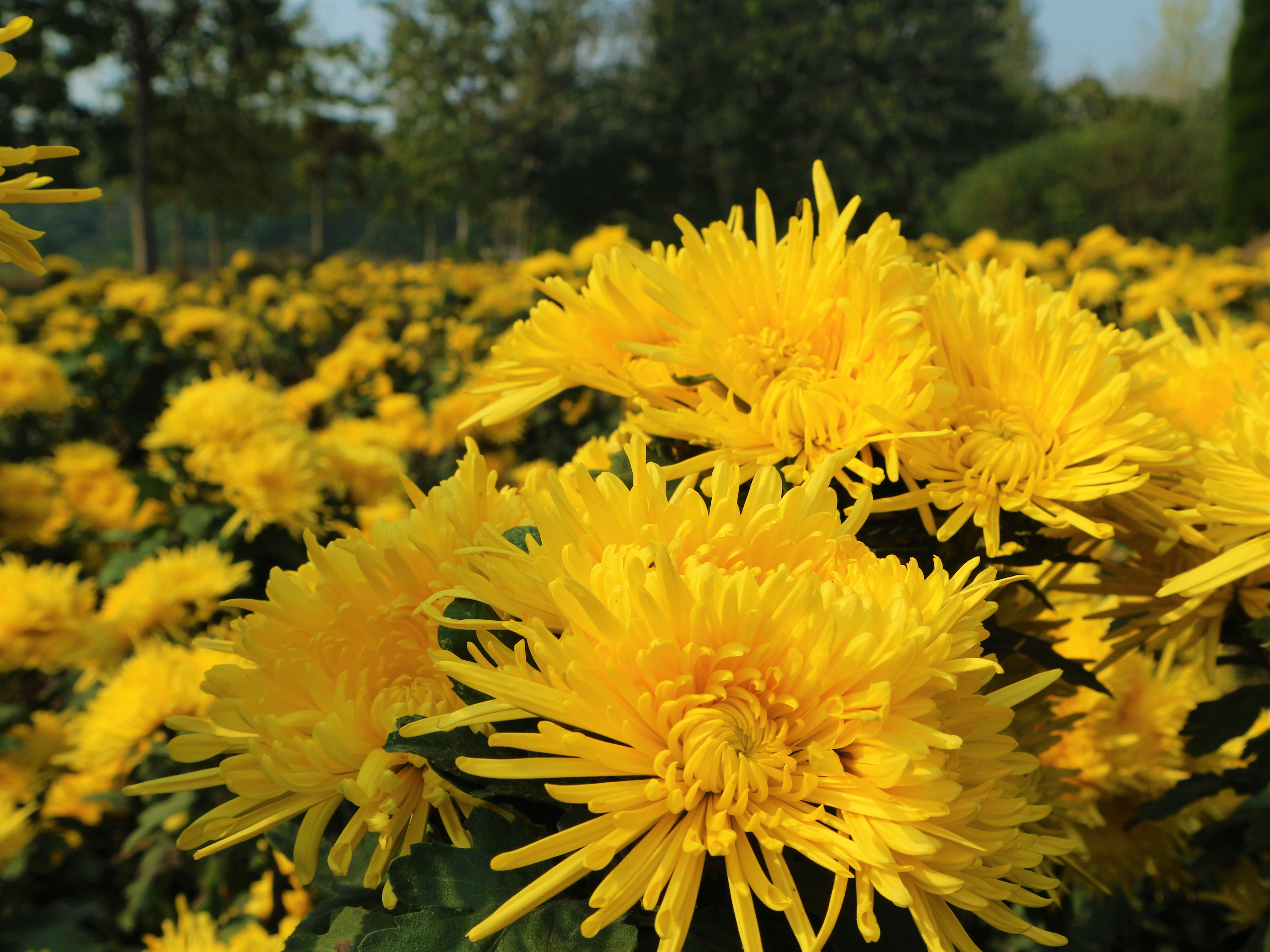 农民黄金价格多少,黄金种植挣10万