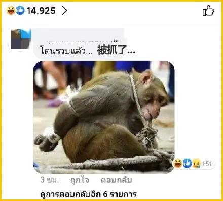 少了中国游客的地球，整个生态圈都乱了！