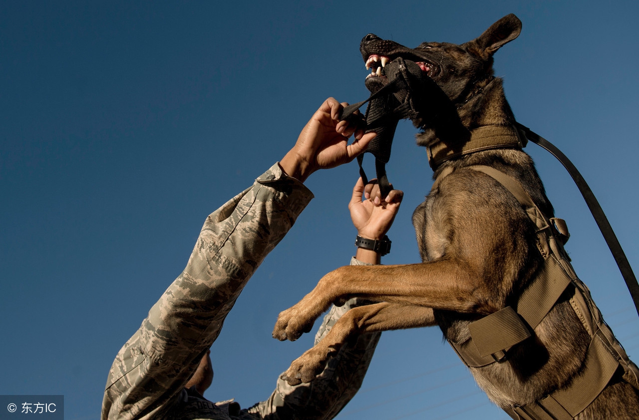 护卫犬卡斯罗好还是藏獒好,四大顶级护卫犬怎么没有藏獒