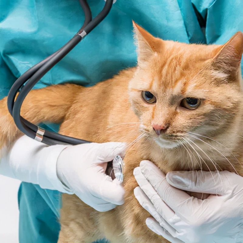 2分钟,夺走小猫咪的命