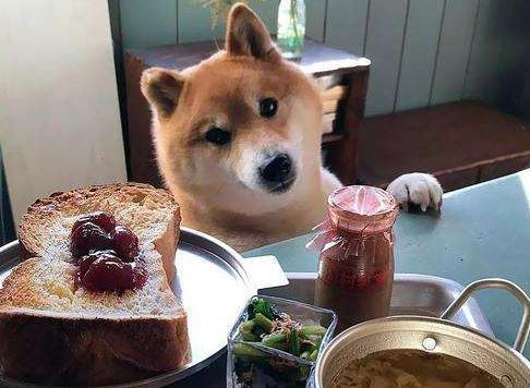 狗狗要喝什么水,狗狗每天喝几次水最好