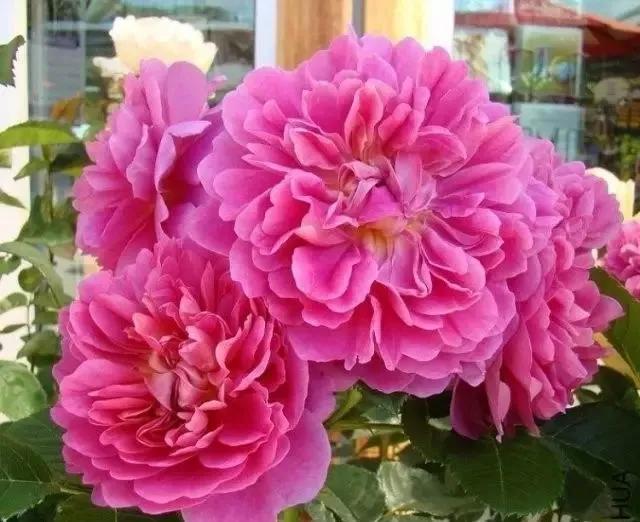 玫瑰有几种品种图片及名称,玫瑰品种分类名称及图片介绍