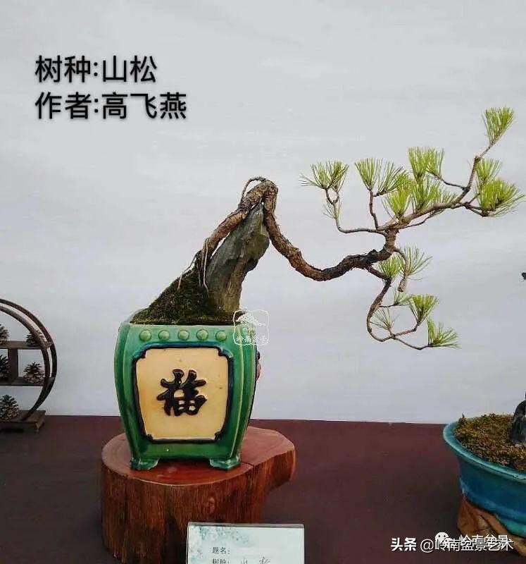 广东的盆景有哪些,适合广东玩的盆景