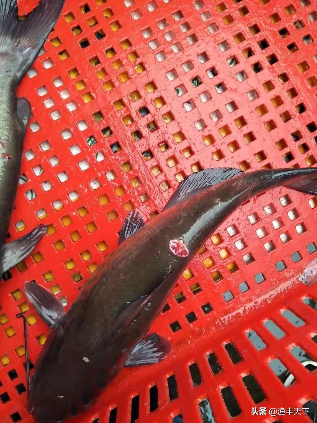 鱼身上有溃疡是怎么回事,鱼缸的鱼身上溃疡怎么治疗