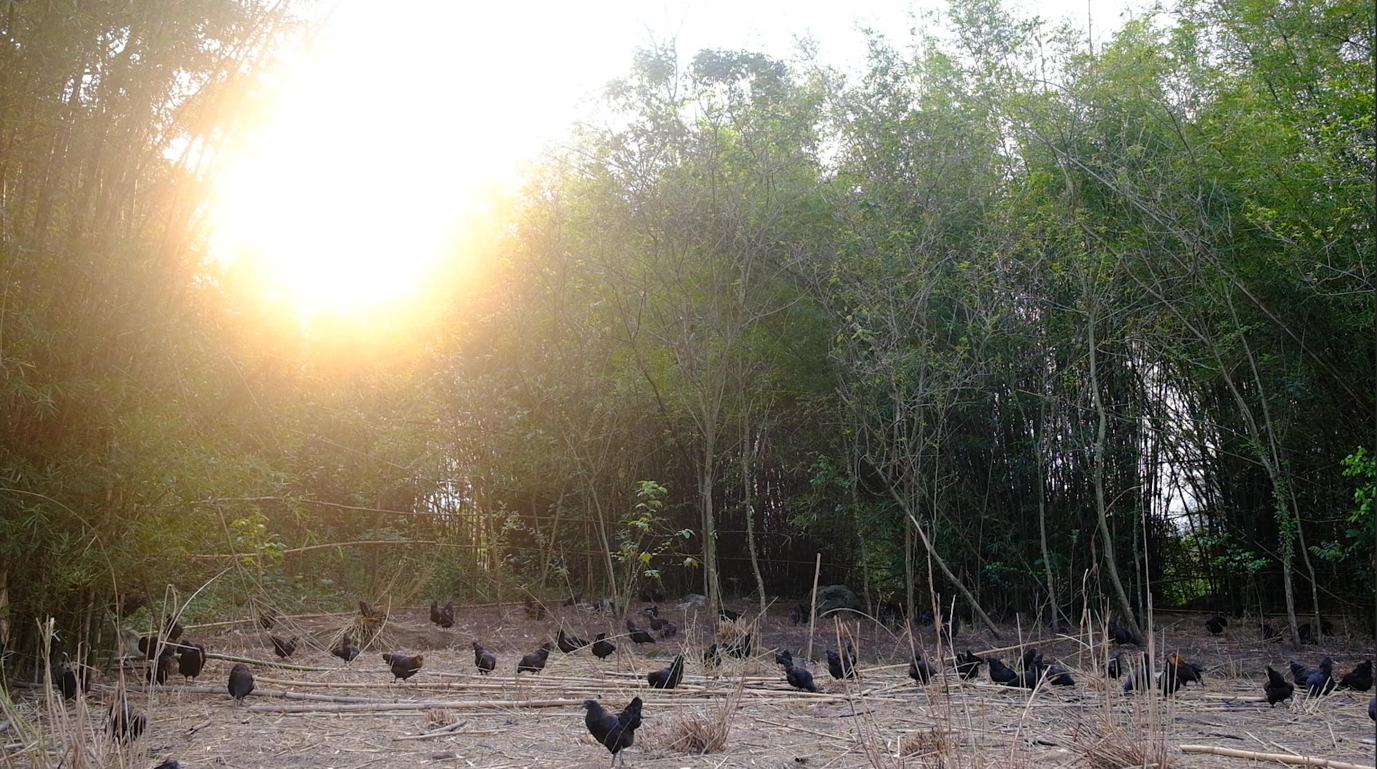 全身灰黑的鸟像鸡一样大不会飞,全身都是黑色的鸡