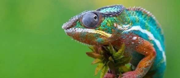 十二星座养什么宠物水瓶座,12星座适合养什么宠物狮子座