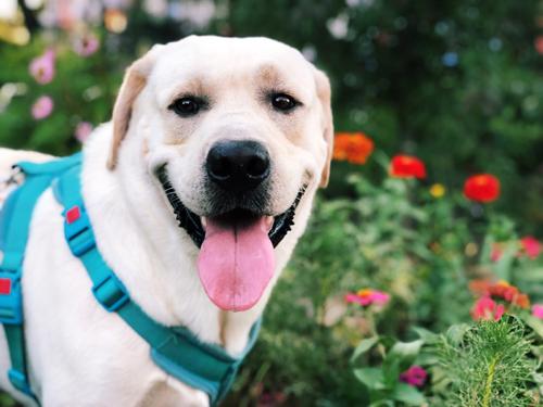 拉布拉多养狗注意事项和禁忌,拉布拉多幼犬不建议散养